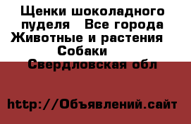 Щенки шоколадного пуделя - Все города Животные и растения » Собаки   . Свердловская обл.